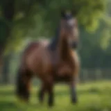 A majestic thoroughbred stallion in a lush green pasture