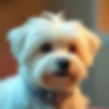 Notable The Optimal Diet for Senior Maltese: A Comprehensive Guide Notable The Optimal Diet for Senior Maltese: A Comprehensive Guide