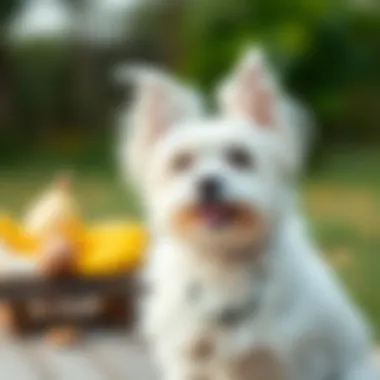 The Optimal Diet for Senior Maltese: A Comprehensive Guide Summary The Optimal Diet for Senior Maltese: A Comprehensive Guide Summary