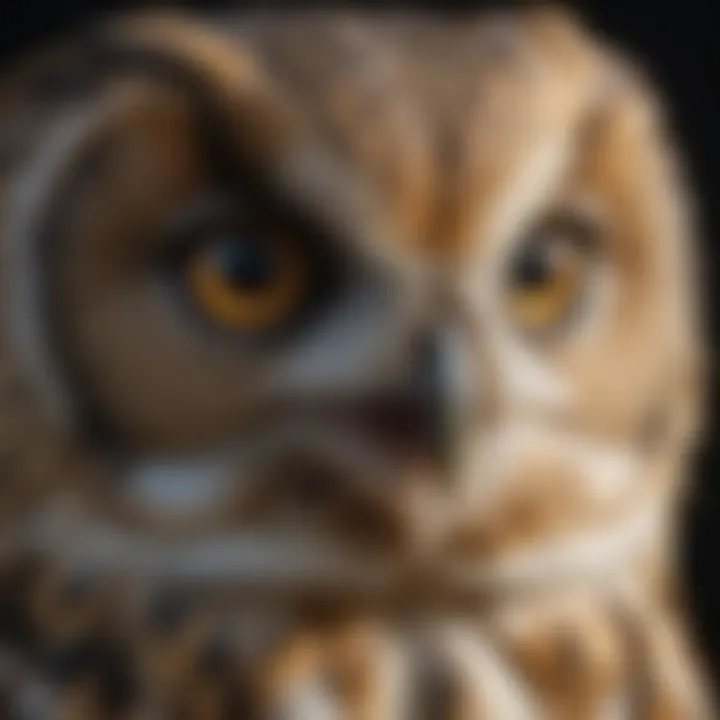 Close-up of an owl's striking eyes, showcasing its keen vision