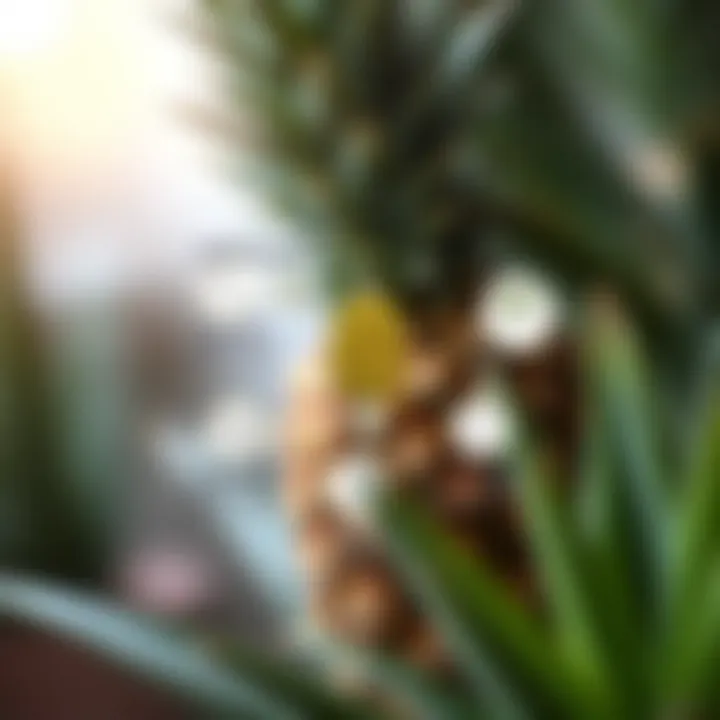 A diagram illustrating the care tips for pineapple houseplants.