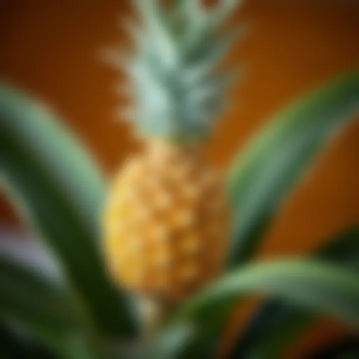 Close-up of the pineapple fruit developing on the houseplant.