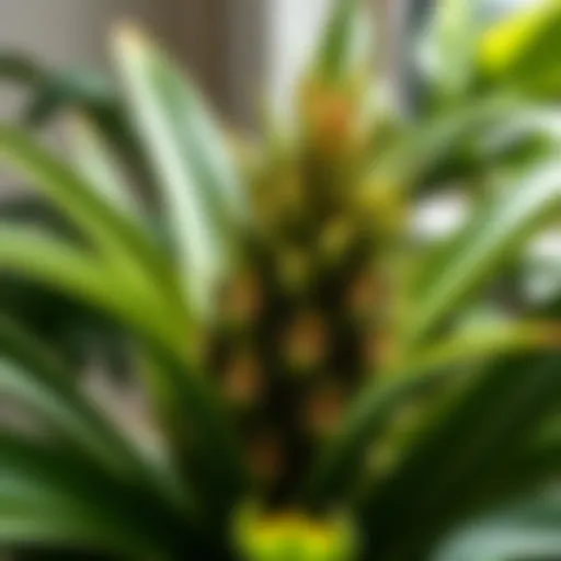 A lush pineapple houseplant showcasing its vibrant green foliage.