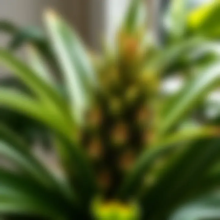 A lush pineapple houseplant showcasing its vibrant green foliage.