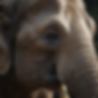 Close-Up View of an Asian Elephant A close-up view of an Asian elephant showcasing its features