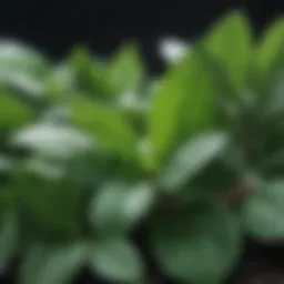 Close-up of peppermint leaves showcasing their vibrant green color and texture.