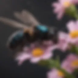 Carpenter bee perched on a flower
