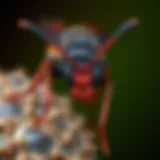 The Red Hornet of Texas: An In-Depth Analysis Introduction