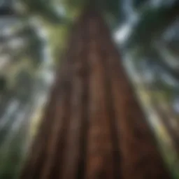 Mature redwood tree towering high in the forest