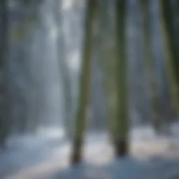 Bamboo thriving in a snowy landscape demonstrating cold resilience