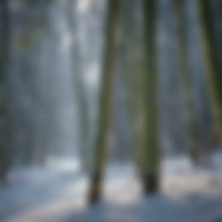 Bamboo thriving in a snowy landscape demonstrating cold resilience