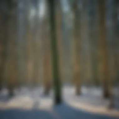 Innovative uses of bamboo in various industries during cold weather