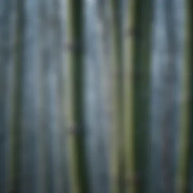 Close-up of bamboo shoots showing frost tolerance
