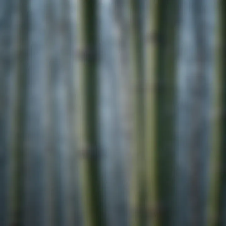 Close-up of bamboo shoots showing frost tolerance