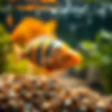 The Role and Functionality of Automatic Fish Feeder Flakes Introduction