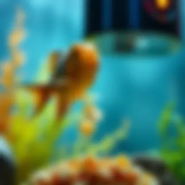 Notable The Role and Functionality of Automatic Fish Feeder Flakes