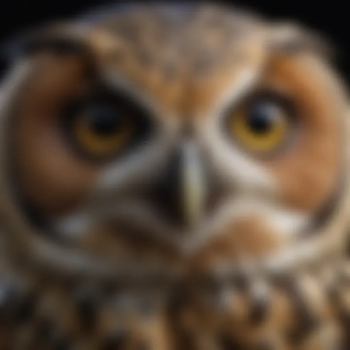 A close-up of an owl's striking facial features highlighting its asymmetrical ears.