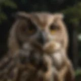 An owl perched silently, showcasing its keen eyesight and camouflage abilities.