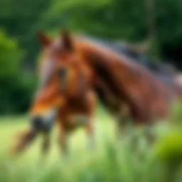 The Spectrum of Equine Colors: Understanding Horse Coat Variations Introduction