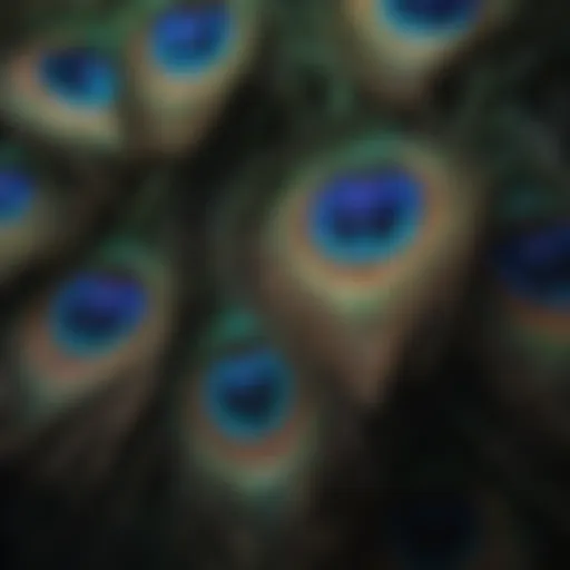 Close-up of peacock feathers showcasing iridescent colors