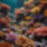 A vibrant coral reef teeming with colorful fish species.
