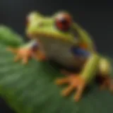 Close-up view of a vibrant tree frog perched on a leaf, showcasing its unique coloration.