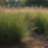 A diverse range of clump grasses displayed in a natural setting