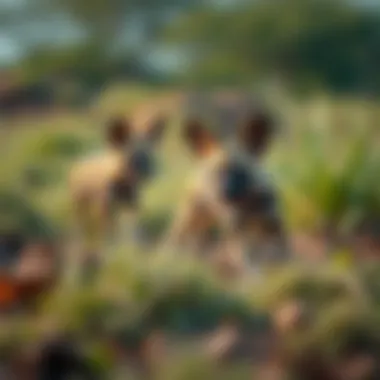 Natural Habitat of African Wild Dog Puppies A serene landscape showcasing the habitat of African wild dog puppies
