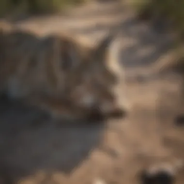 Identifying Bobcat Prints Among Other Wildlife Tracks Comparison of various wildlife tracks with a focus on bobcat prints