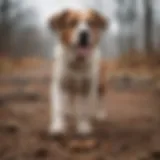 A dog scraping the ground with its paws after defecation