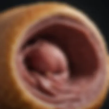Understanding Dog Digestive Health A close-up of a dog's digestive system illustrating gastrointestinal health