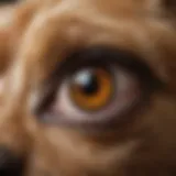 Close-up view of a dog's eye exhibiting excessive discharge