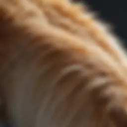 A close-up of a cat's tail twitching, showcasing the delicate movements.