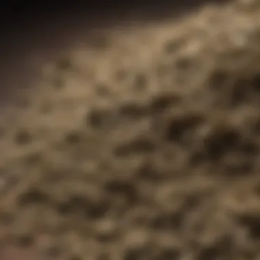 A close-up view of dried catnip, highlighting its texture and aroma.