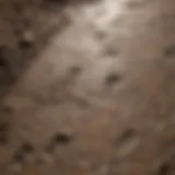 Close-up view of raccoon tracks in soft mud