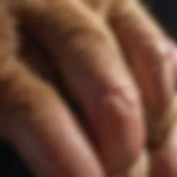 Close-up of a dog's swollen paw