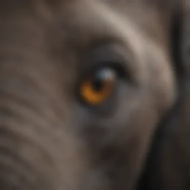 Close-up of an elephant's eye exhibiting calmness during sleep