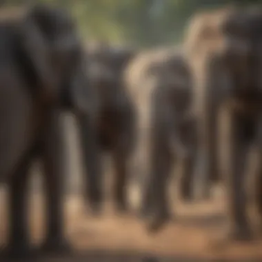 A group of elephants gathered, showcasing social behaviors during rest