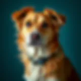 Canine gastrointestinal health