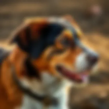 Detailed Dosage Guidelines for Famotidine Use in Dogs Dosage guidelines for famotidine