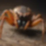 Close-up of fiddleback spider demonstrating its unique markings.