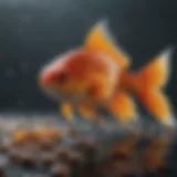 Nutritional chart for goldfish food pellets highlighting key vitamins and minerals