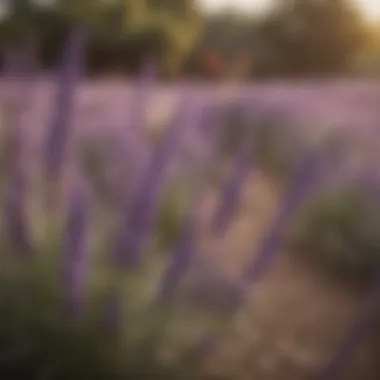 Close-up of lavender flowers, known for their deer-repellent properties.