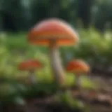 A close-up of vibrant mushrooms growing in a lush backyard