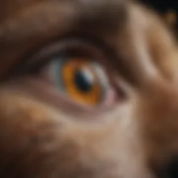 An abstract representation of intelligence measurement