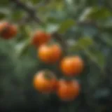 Close-up of ripe Japanese persimmons hanging on a tree branch