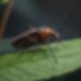 Close-up of kissing bug on a leaf