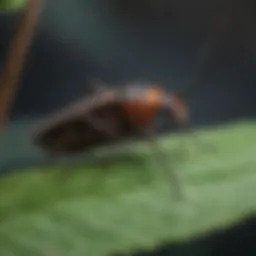 Close-up of kissing bug on a leaf