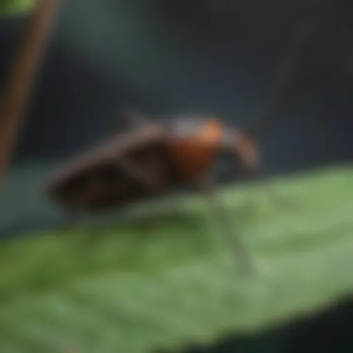 Close-up of kissing bug on a leaf