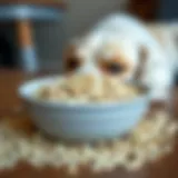 A bowl of oatmeal prepared for dogs